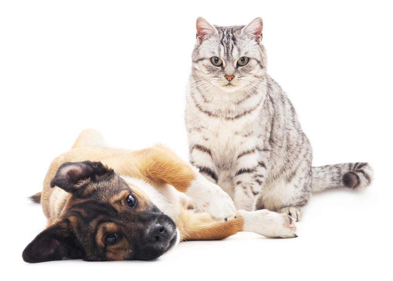 The gray cat and puppy.